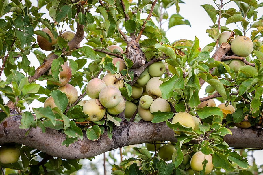 apple tree with fruits, plant, food, produce, kiwi, plum, durian HD wallpaper