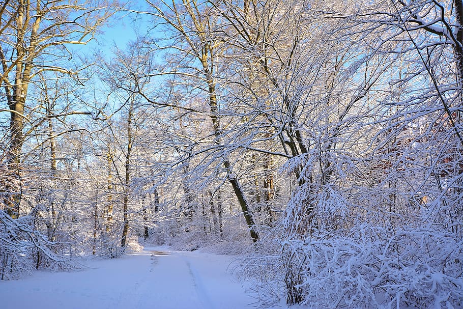 wintry, park, greiz, winter mood, frosty, snow, cold temperature HD wallpaper