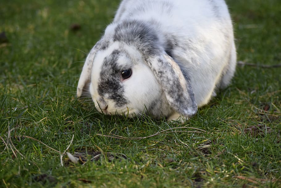 rabbit, hare, easter, animal, cute, nature, animal world, grass HD wallpaper