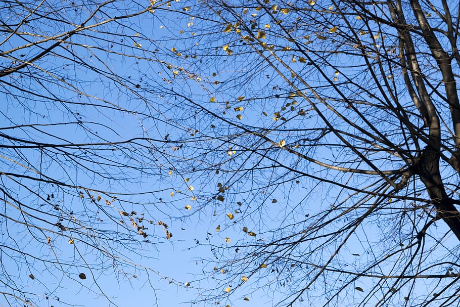 tree, elia clerici, sky, blue, sunny day, winter, leaf, branch HD wallpaper