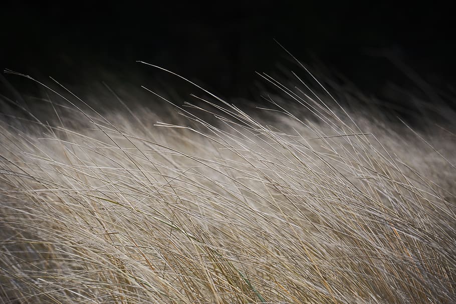 brown grass, field, plant, growth, land, nature, agriculture HD wallpaper