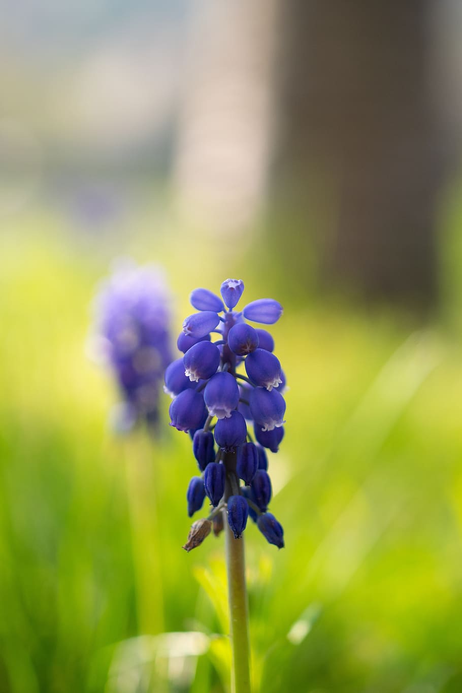 grape hyacinth, muscari, bokeh, close up, inflorescences, garden plant, HD wallpaper