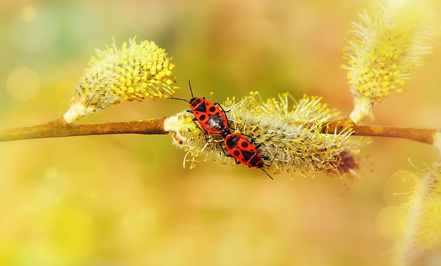 blacksmiths wingless, copulation, bugs, insects, bazia, animals HD wallpaper