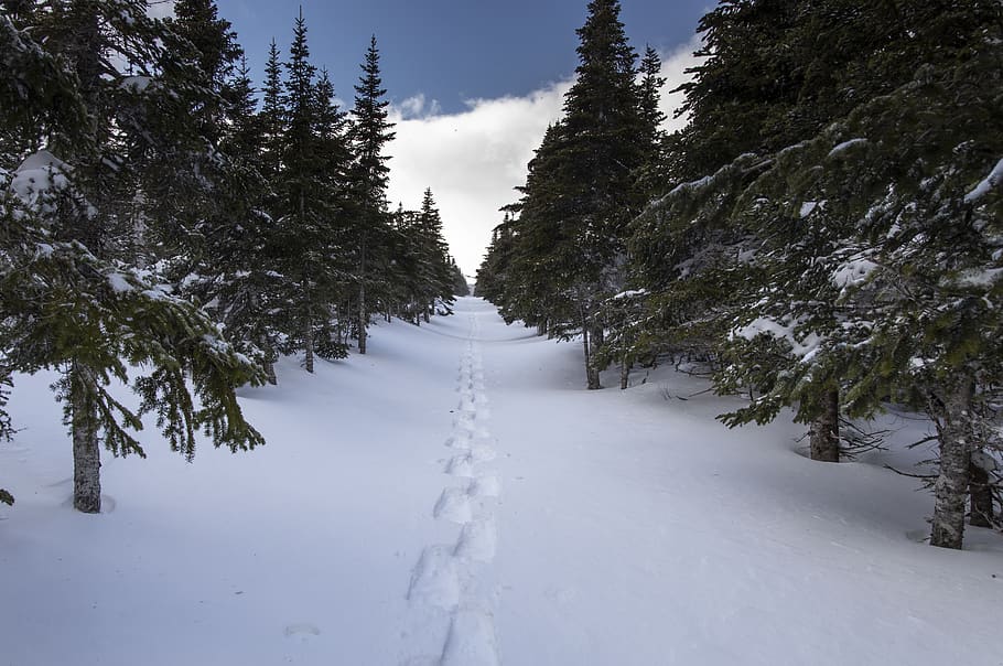 footstep on snow surrounded by snow covered trees, plant, fir, HD wallpaper