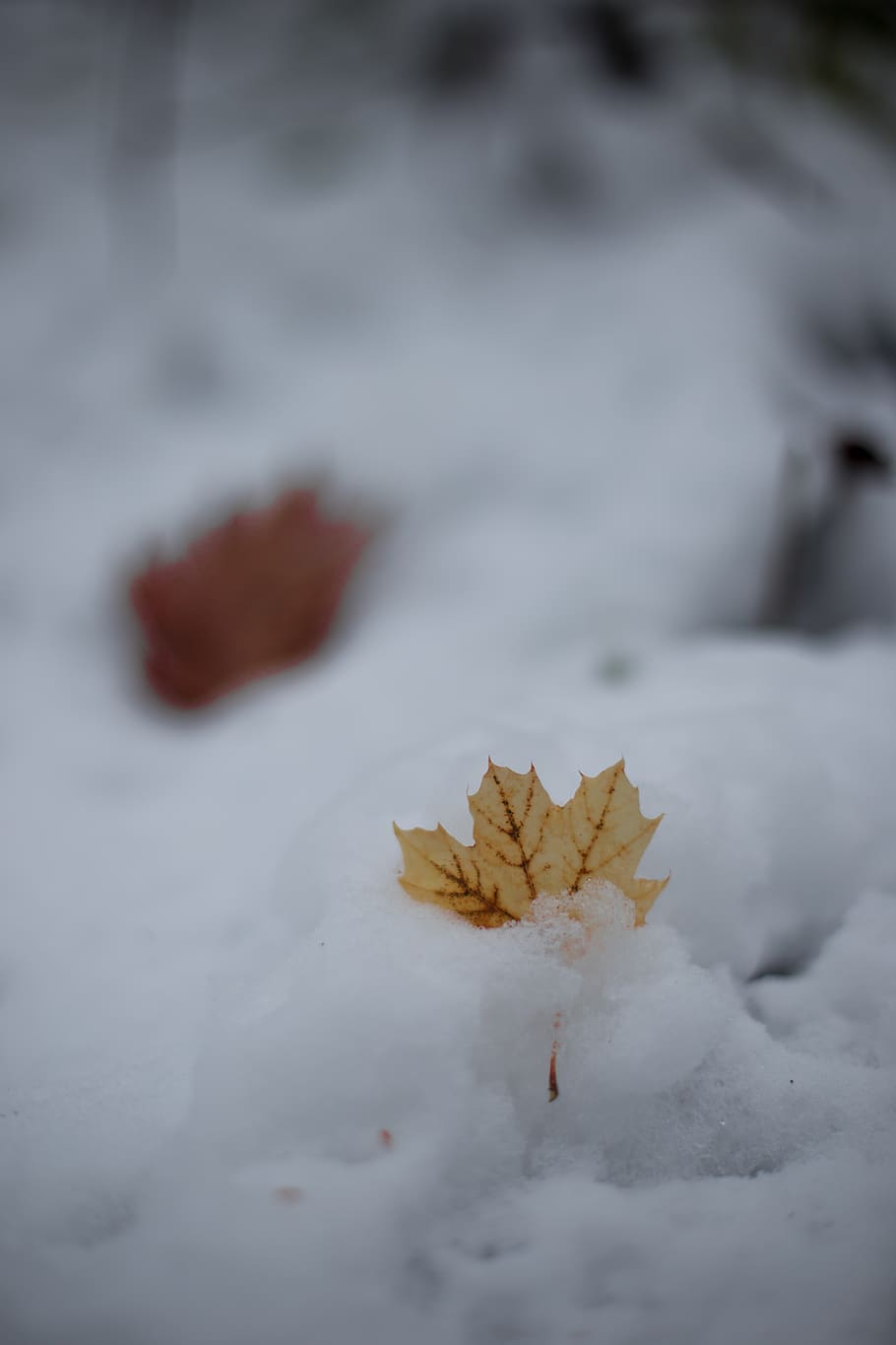united states, duluth, fall, leaf, minimalism, winter, snow HD wallpaper