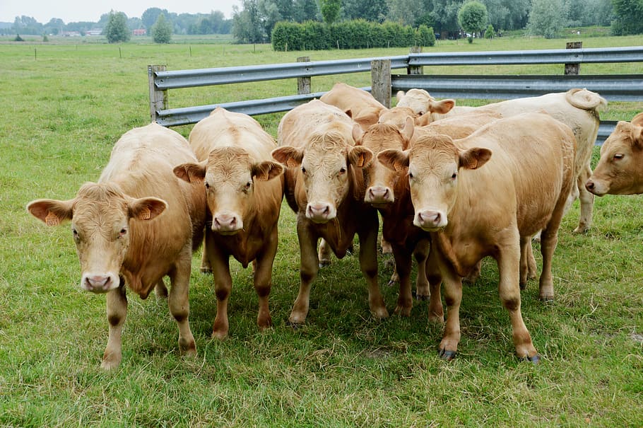 cows, cows brown, melee, defence, group, animal, mammal, nature HD wallpaper