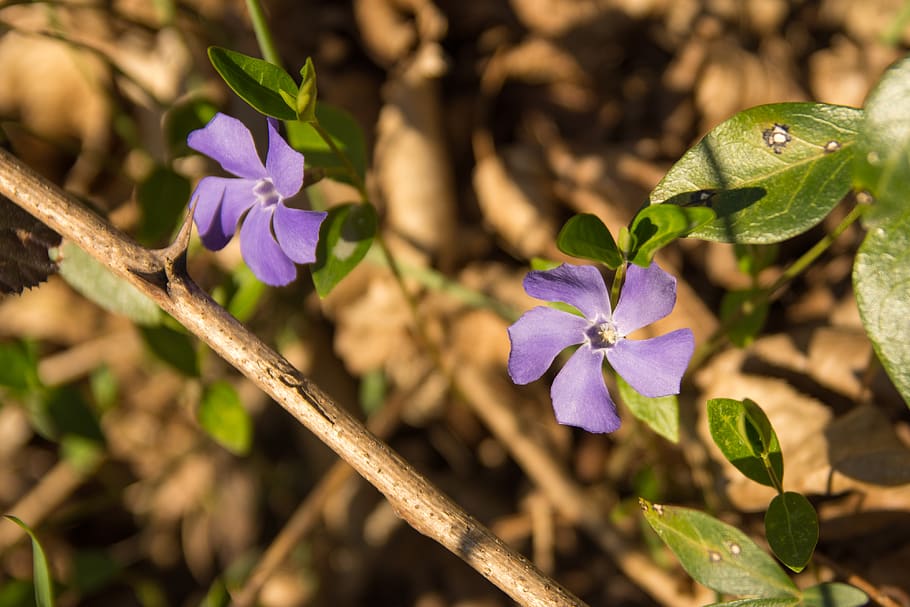 plant, flower, geranium, blossom, acanthaceae, iris, flax, pansy HD wallpaper