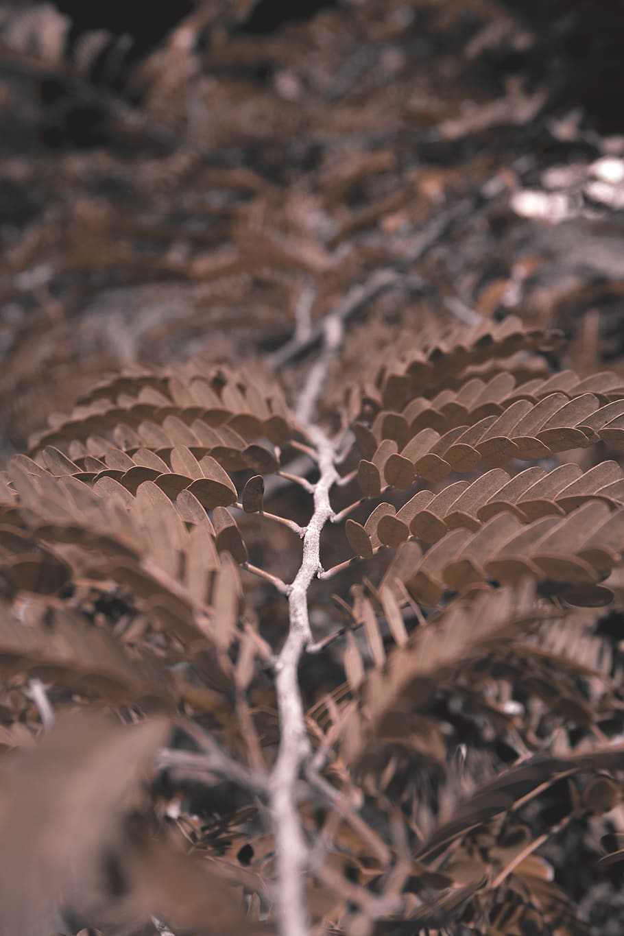 tree, plant, leave, selective focus, close-up, no people, leaf HD wallpaper