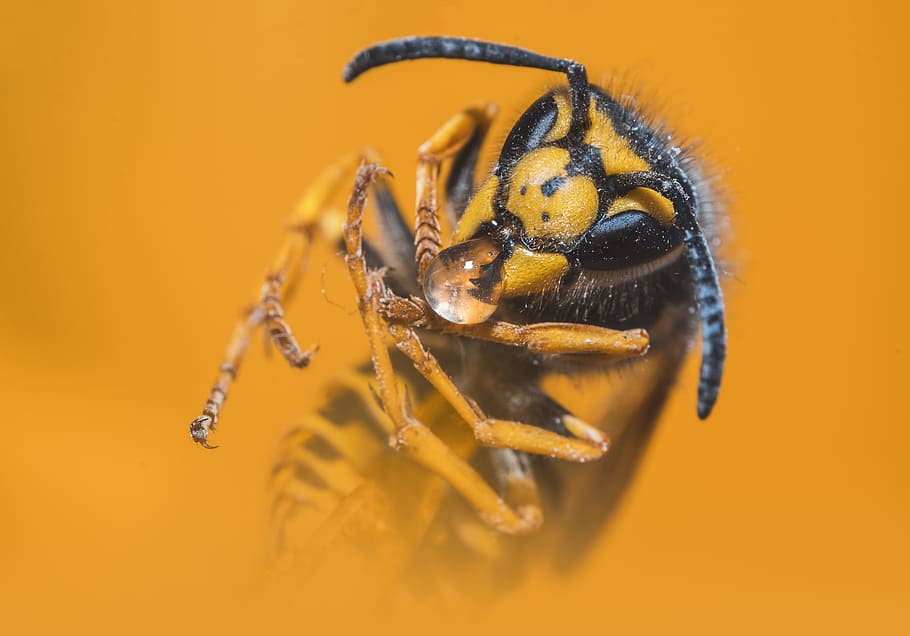 Close-up Photo of Yellow Jacket Wasp, animal, antenna, arachnid, HD wallpaper