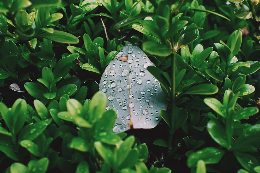 leaf, plant, green, tree, blossom, flower, vegetation, droplet HD wallpaper