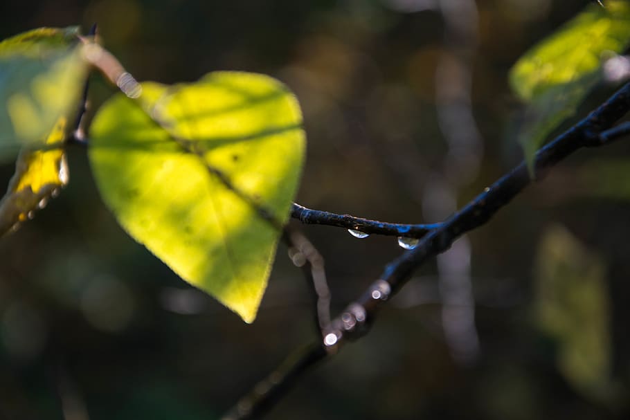 germany, stuttgart, schönberg, plant part, leaf, close-up HD wallpaper