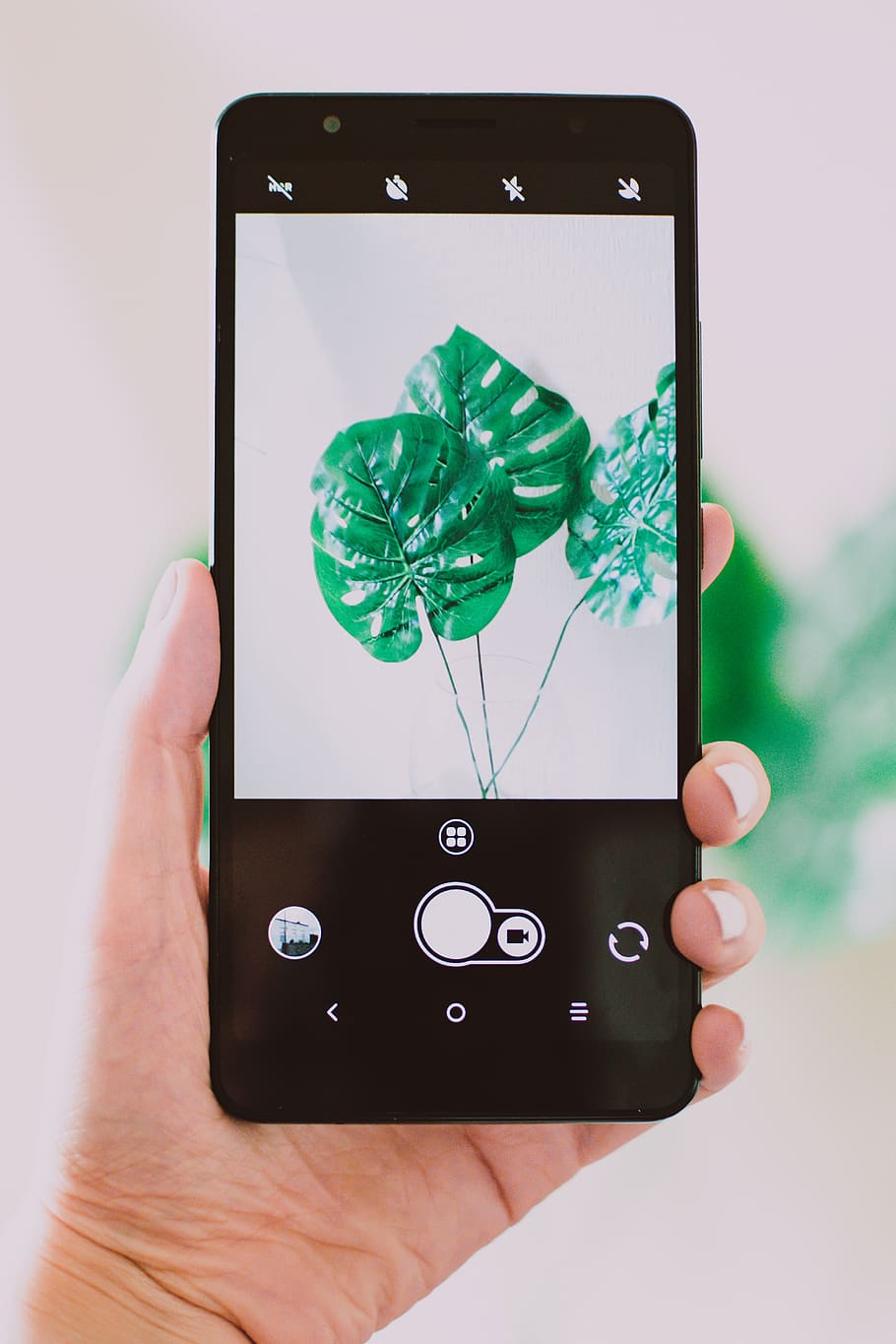 Person Holding Black Android Smartphone Taking Photo of Green Leaf Plant HD wallpaper