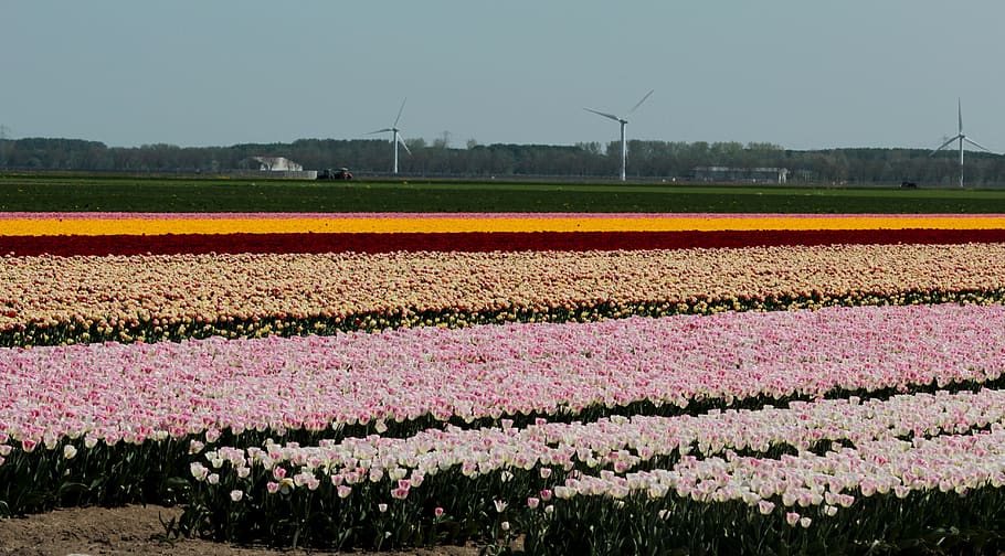 tulip fields, bulbs, netherlands, spring, bloom, merry, colorful HD wallpaper