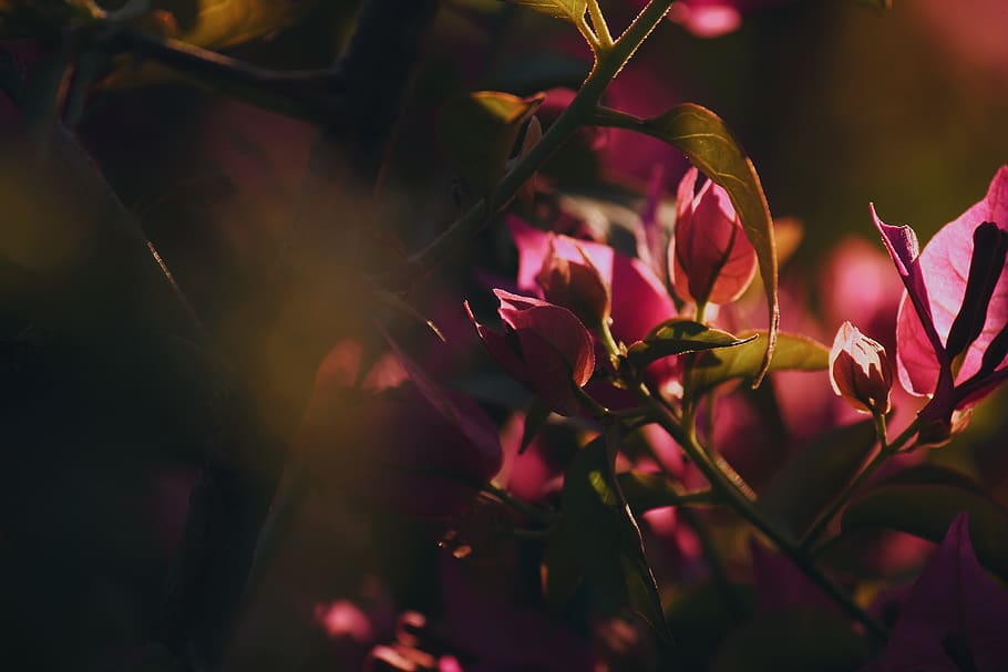 Close-up of Illuminated Tree at Night, blur, bright, bud, color HD wallpaper