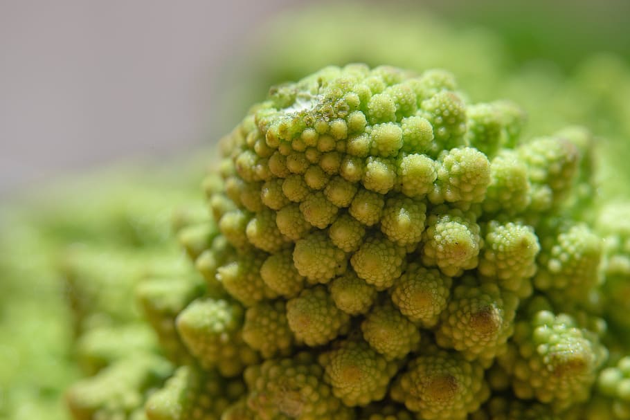 cabbage, torentjeskool, romanesco, vegetable, kitchen garden HD wallpaper