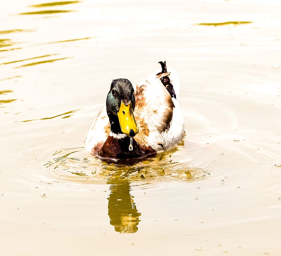Duck, mallard, quack, reflection, bill, green, water, lake HD wallpaper