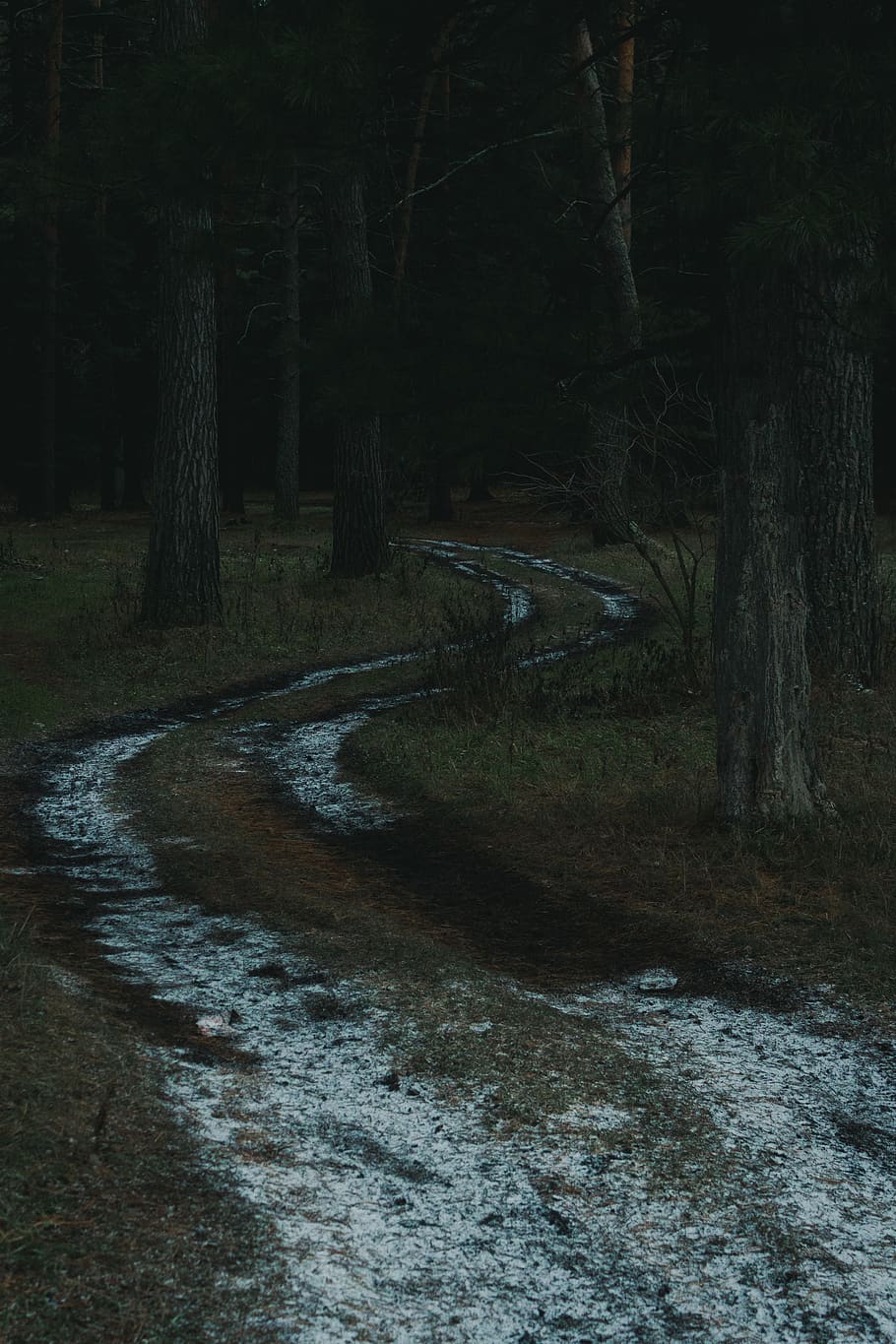 forest, path, way, road, winter, autumn, snow, tree, trees HD wallpaper