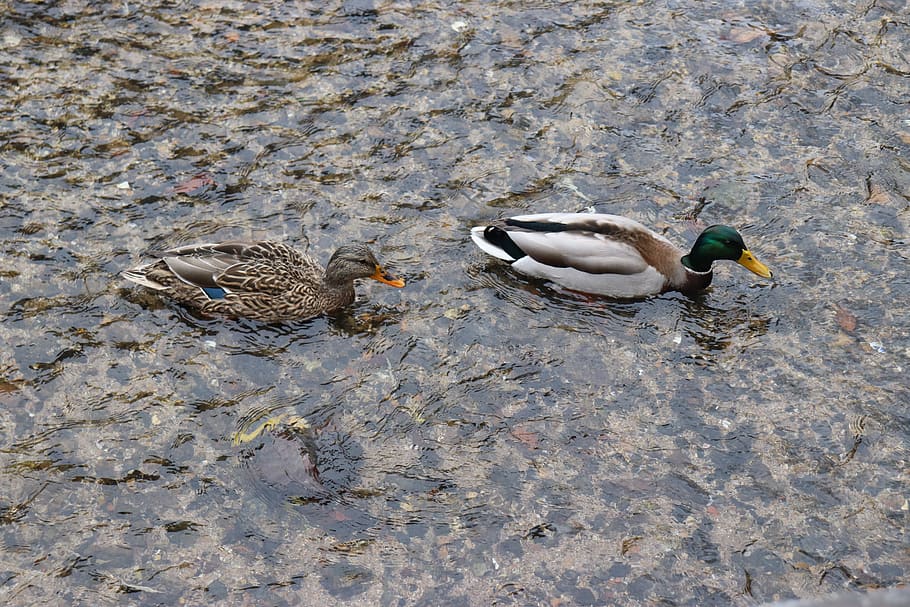 HD wallpaper: duck, river, the couple, couples, animal, nature, mallard ...