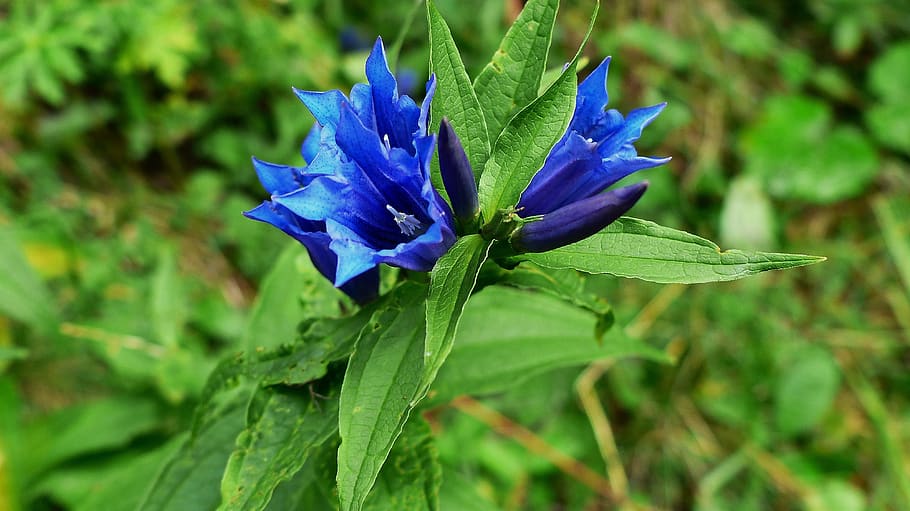 flower, blue, alpine, forest, nature, plants, summer, petals HD wallpaper