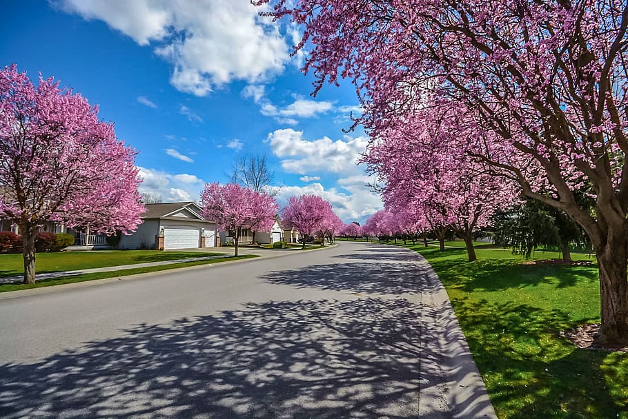 Cherry Blossom Tree, bright, daylight, flora, flowers, houses HD wallpaper