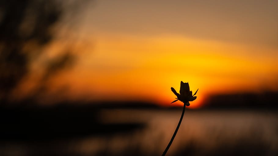 sunset, flower, evening sky, setting sun, nature, silhouette HD wallpaper