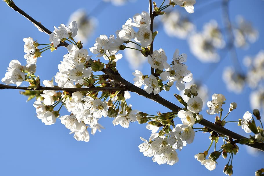 white flowers, branches, spring, blossom, blooming, nature HD wallpaper