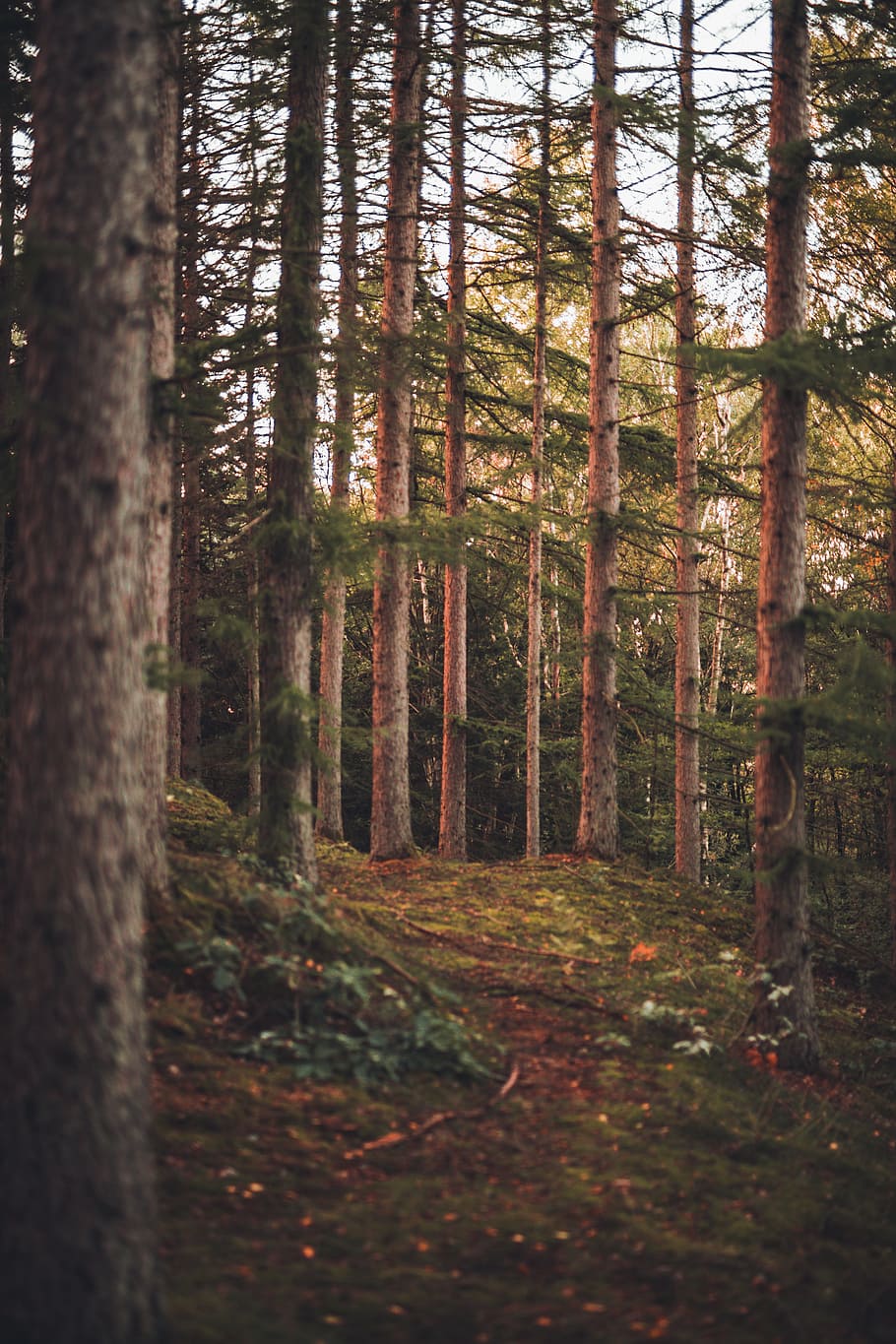 brown tree trunks, sunset, bark, wood, forest, light, forest path HD wallpaper