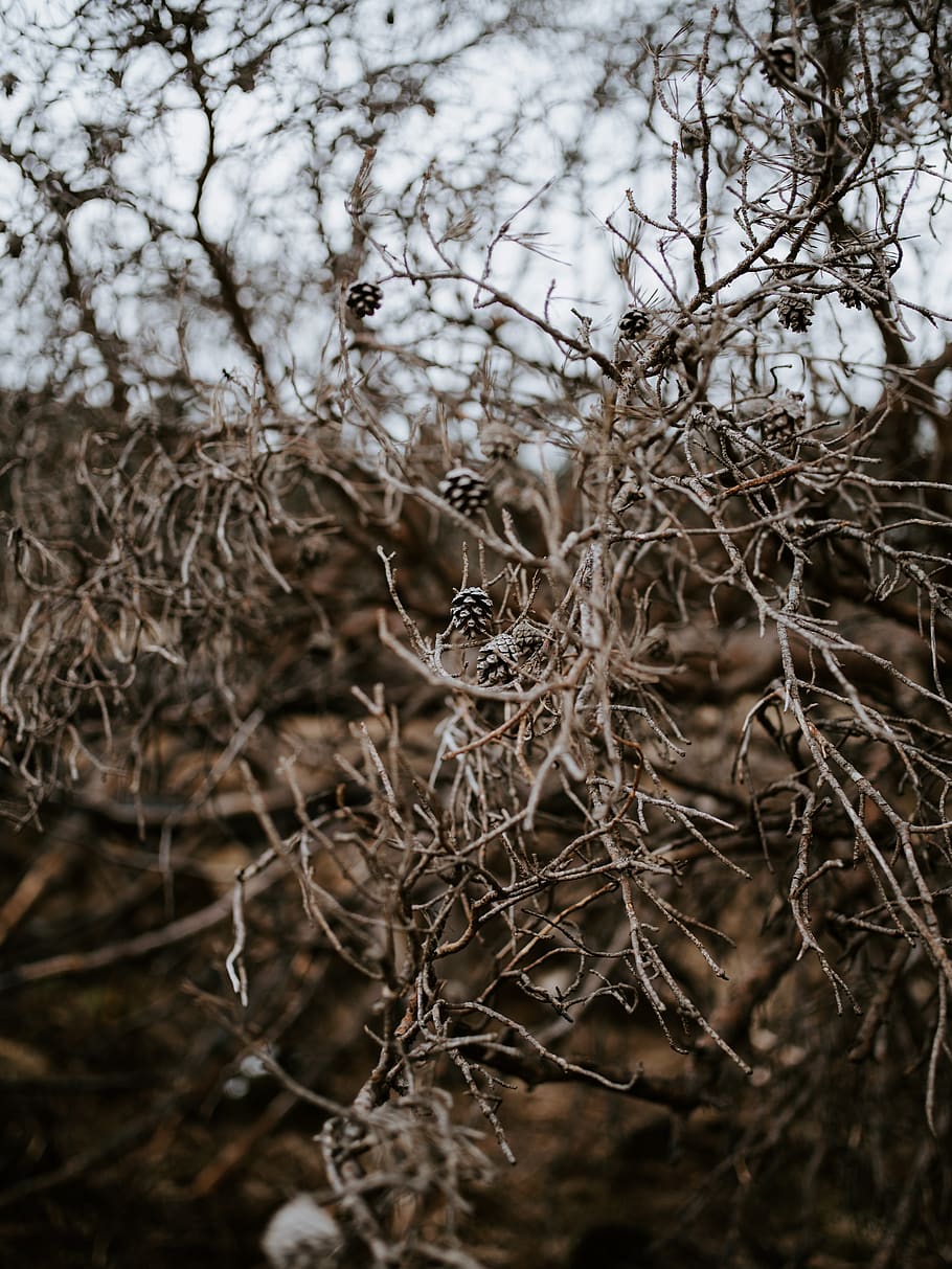 brown branch, nature, ice, outdoors, snow, plant, frost, tree HD wallpaper