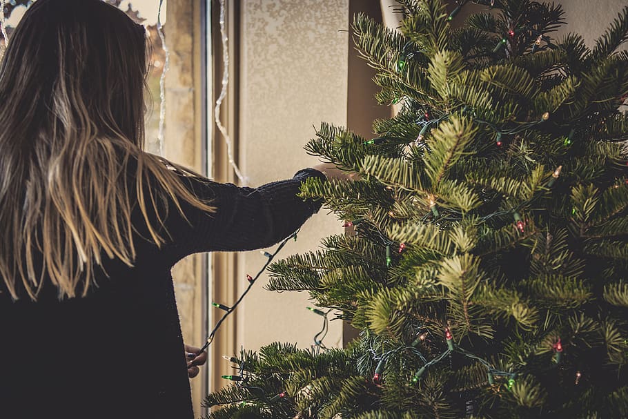 woman installing string lights on Christmas tree, plant, ornament HD wallpaper