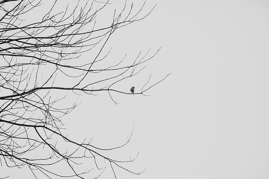 bird, tree, black, white, nature, outside, animal, branch, bare tree HD wallpaper