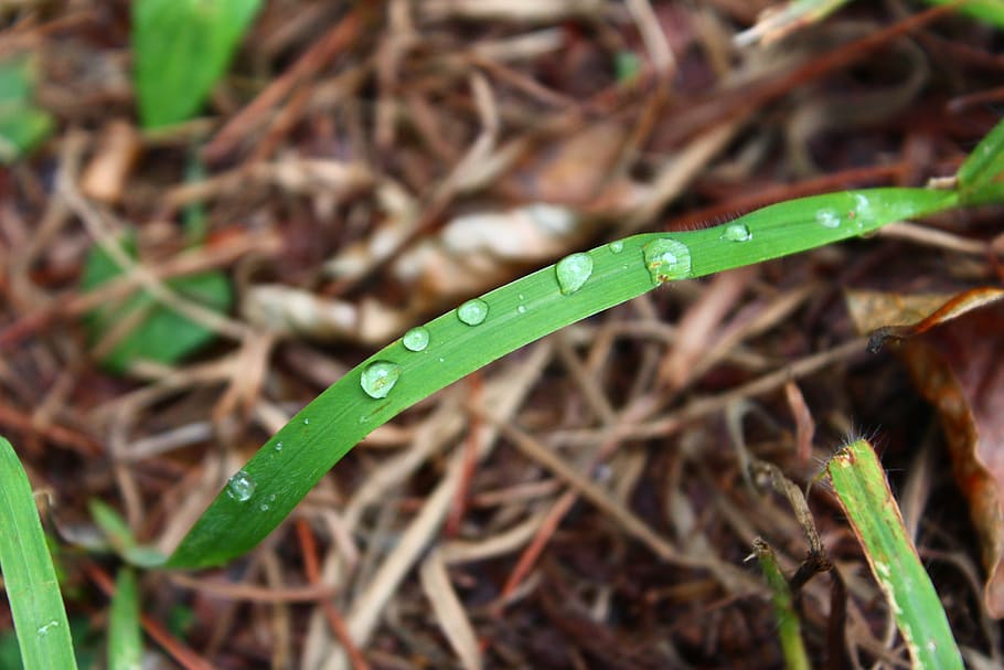 trickle, pool, nature, plants, non, no filter, green color HD wallpaper