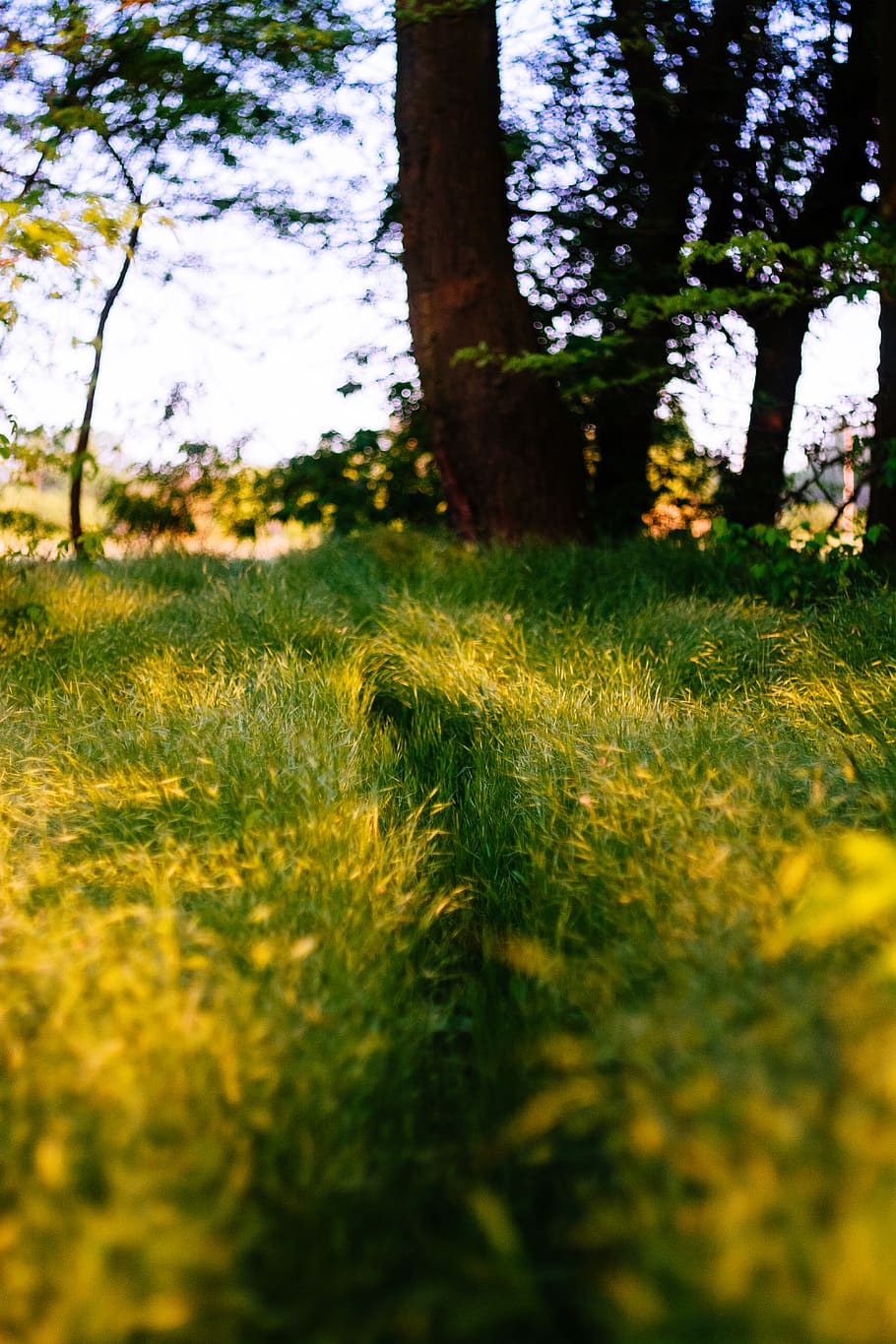 ukraine, melitopol', sunlight, nature, green, plants, way, pathway HD wallpaper