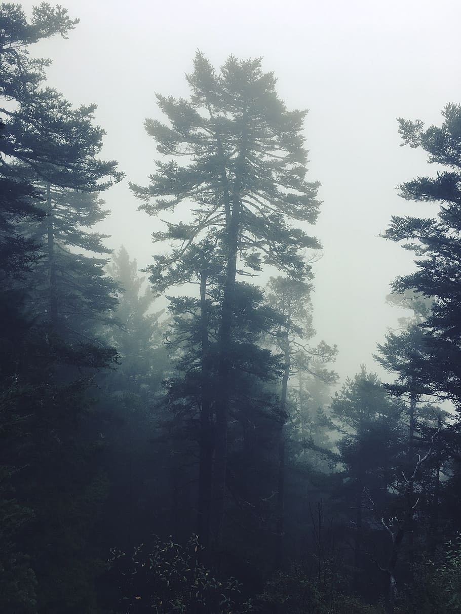 mist, misty, forest, tree, wild, pine, mexico, plant, beauty in nature HD wallpaper