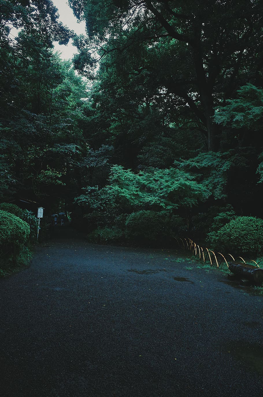 empty pathway surrounded of trees during daytime, zen, view, piece HD wallpaper