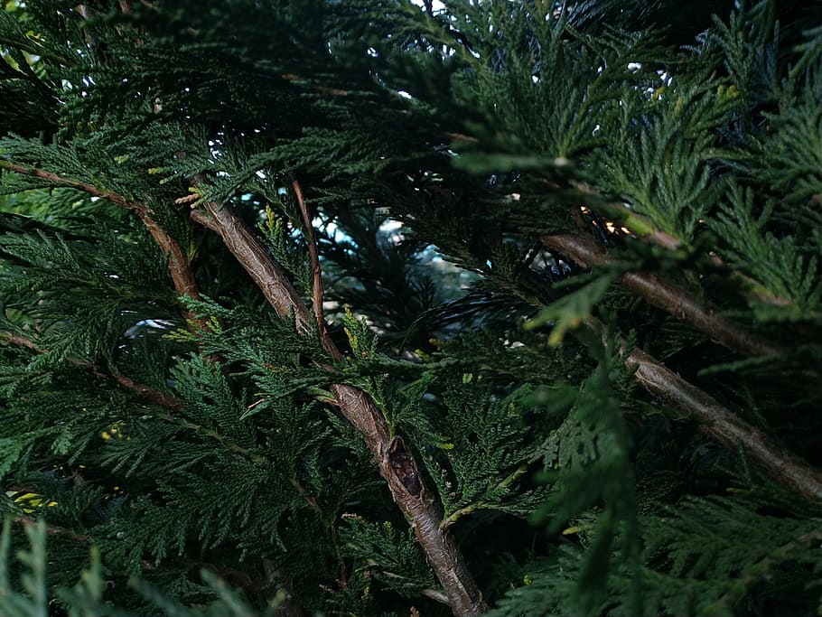 Pine Tree, branch, plant, growth, green color, nature, no people HD wallpaper