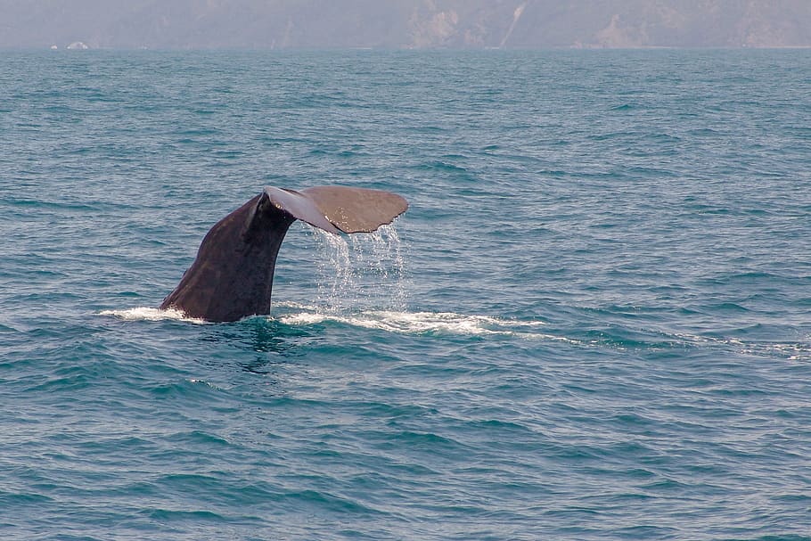whale, tail, diving, ocean, water, whales, colossus, sea, one animal HD wallpaper