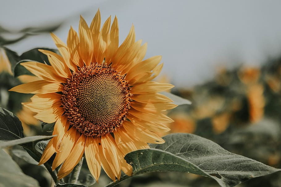 Close-Up Photo of Sunflower, beautiful, bloom, blooming, blur HD wallpaper
