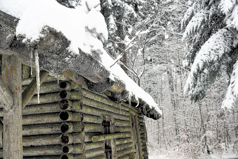 winter, nature, snow, tree, wood, old, cold, frost, travel HD wallpaper