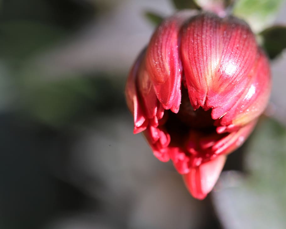 flower, red, bloom, blossom, plant, nature, petals, summer HD wallpaper
