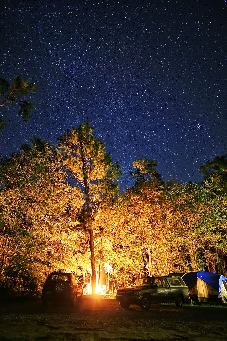 trees at night, outdoor, pinetree, campfire, star, cold, coolnight, HD wallpaper