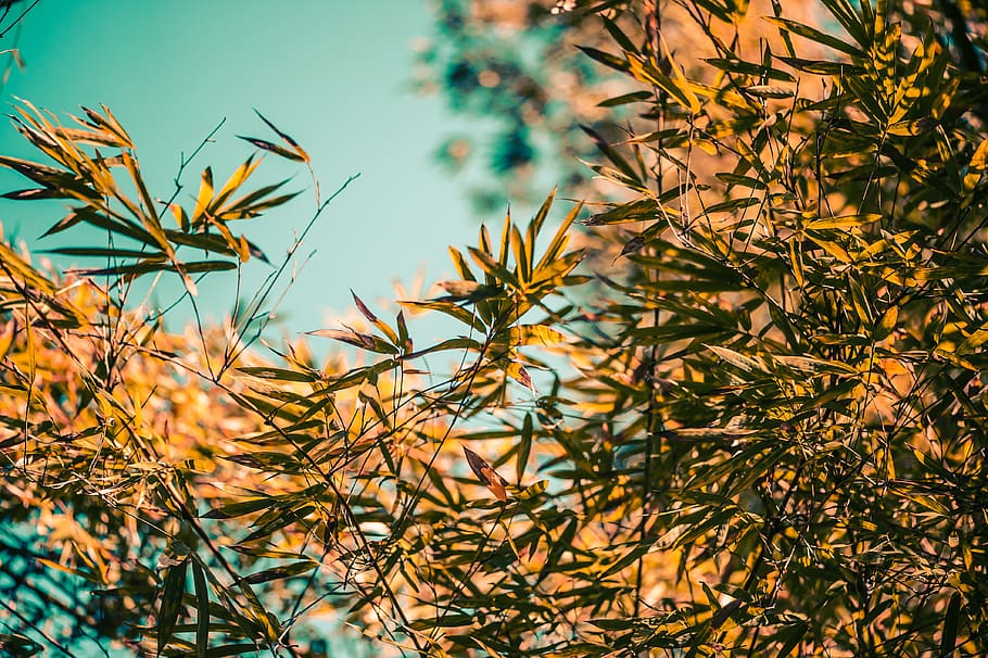 green tree, plant, mayaguez, leaf, grass, vegetation, bush, pr HD wallpaper