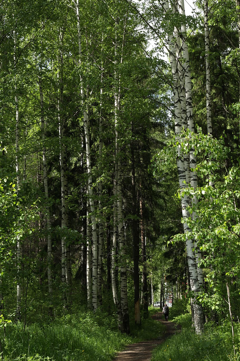 park, summer, trees, spruce, road, green, landscape, nature HD wallpaper