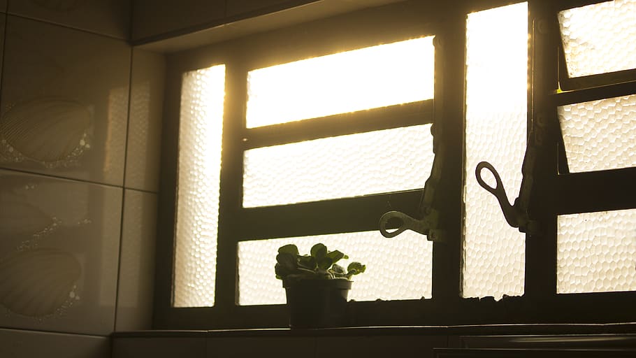 light, house, focus, eye, window, indoors, plant, potted plant HD wallpaper