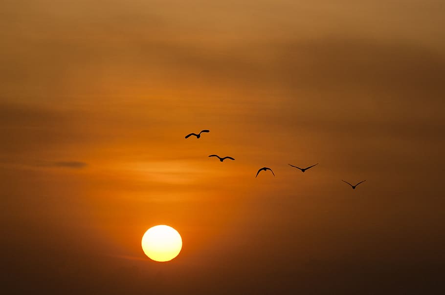 Birds Silhouette during Sunset, sky, sunrise, twilight, animal themes HD wallpaper