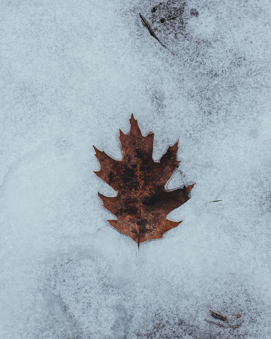 dried maple leaf on white snow covered floor, plant, tree, art HD wallpaper