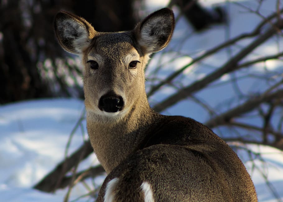 wild, nature, deer, winter, doe, female, forest, animal, animal themes HD wallpaper