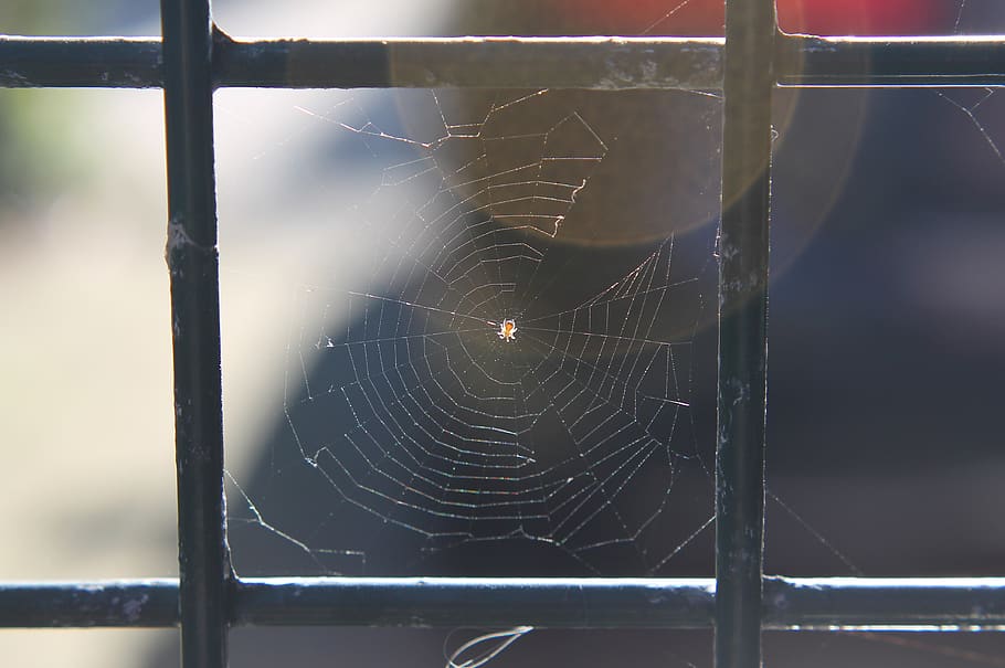 spider, web, cobweb, insect, animal, tiny, fence, macro, square HD wallpaper