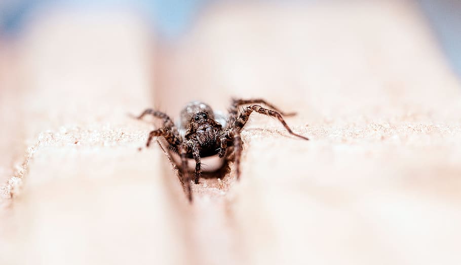 spider, bug, insect, arachnid, legs, egg, depth of field, wildlife HD wallpaper
