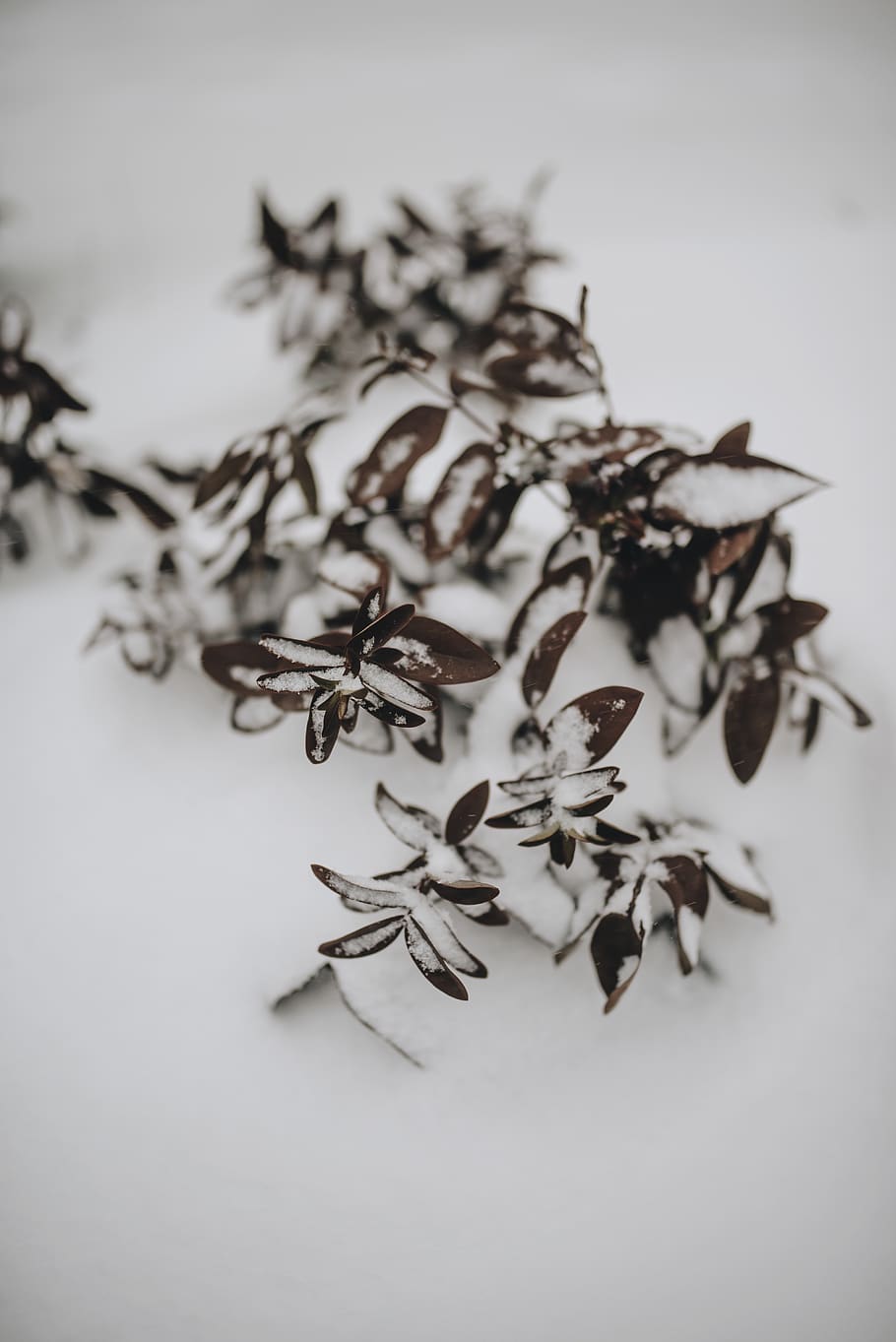 brown leaves on snow surface, close-up, studio shot, indoors HD wallpaper
