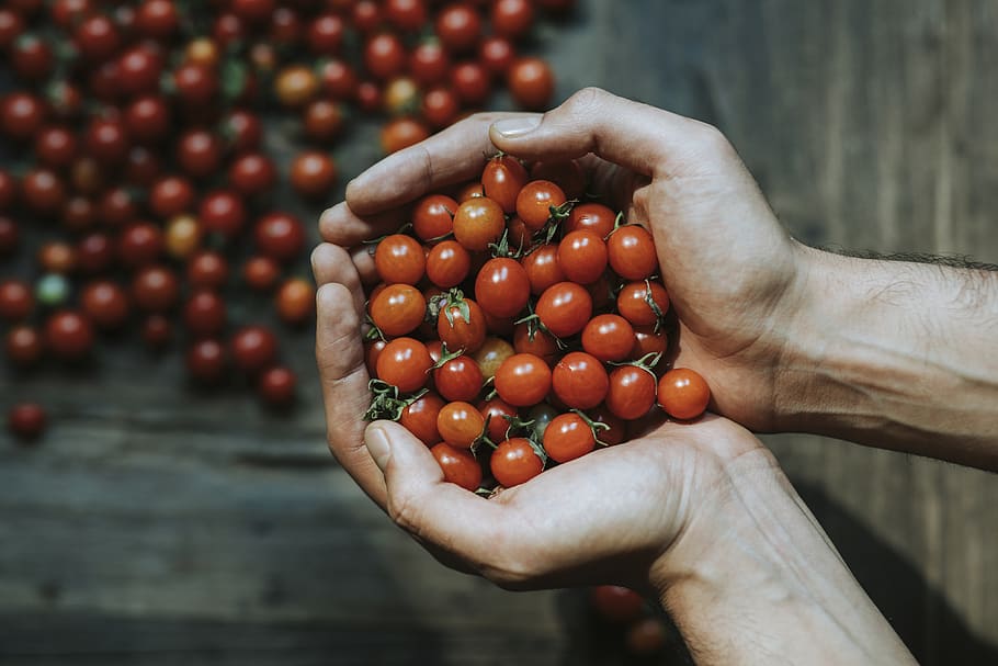 Close-up of Hands Holding Cherry Tomatoes, fresh, fruits, harvest, HD wallpaper